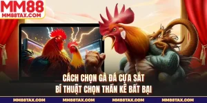 Cách chọn gà đá cựa sắt