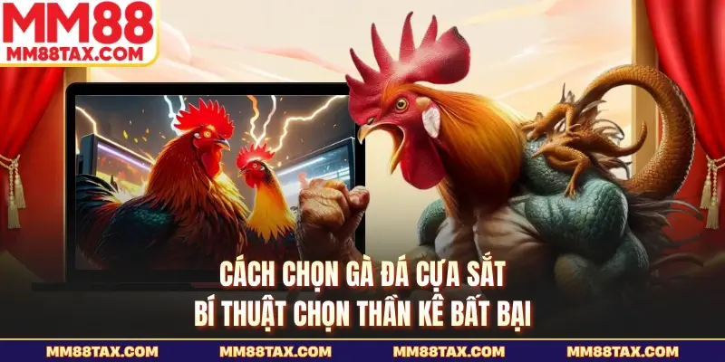 Cách chọn gà đá cựa sắt