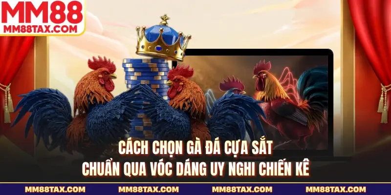 Cách chọn gà đá cựa sắt chuẩn qua vóc dáng uy nghi chiến kê