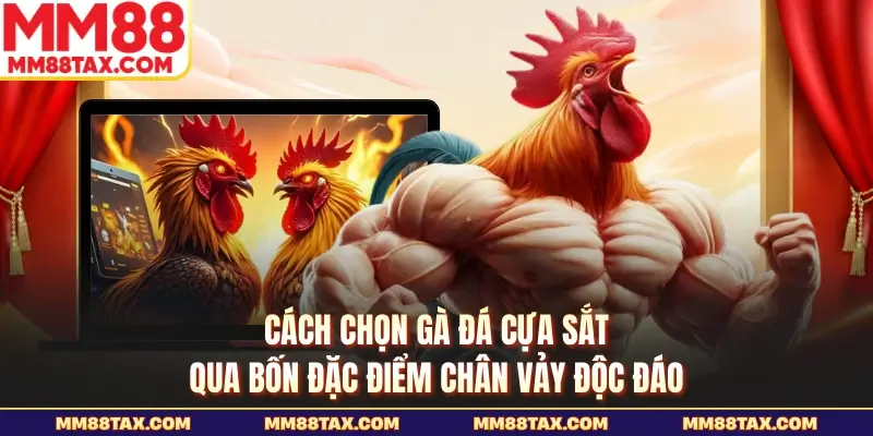 Cách chọn gà đá cựa sắt qua bốn đặc điểm chân vảy độc đáo